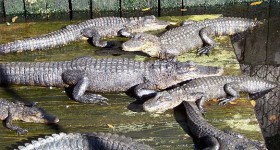 aligator