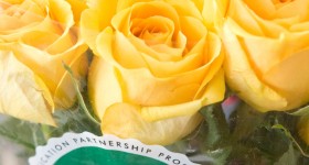 Whole Trade Roses