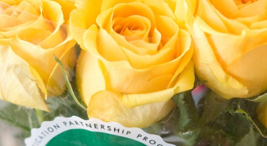 whole-trade-roses_yellow 2 Whole Trade Roses